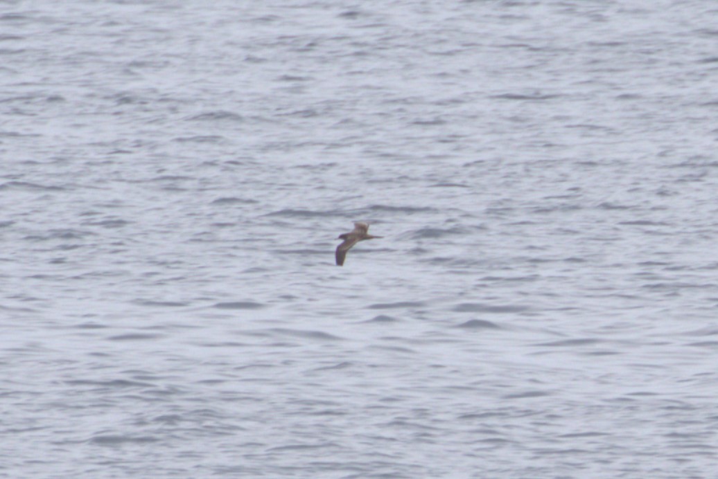 Wedge-tailed Shearwater - ML621155368
