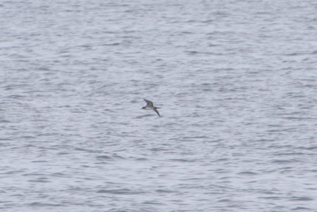 Wedge-tailed Shearwater - ML621155369