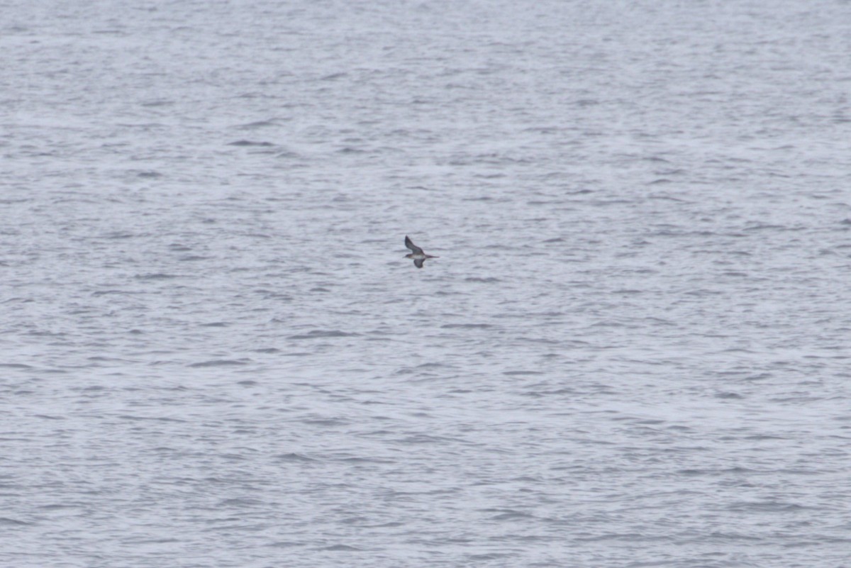 Wedge-tailed Shearwater - ML621155370