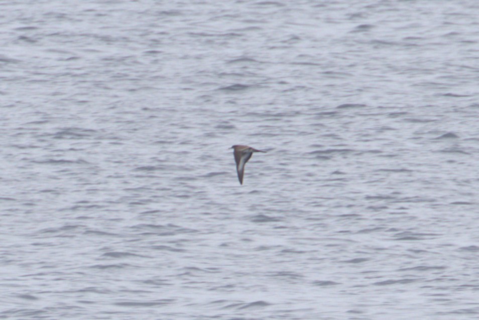 Wedge-tailed Shearwater - ML621155372