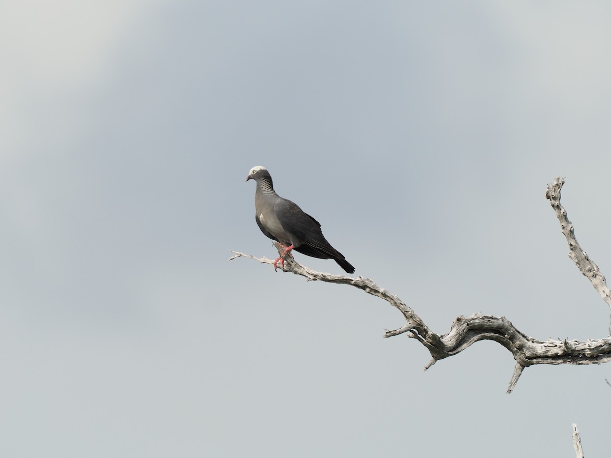 Pigeon à couronne blanche - ML621155378
