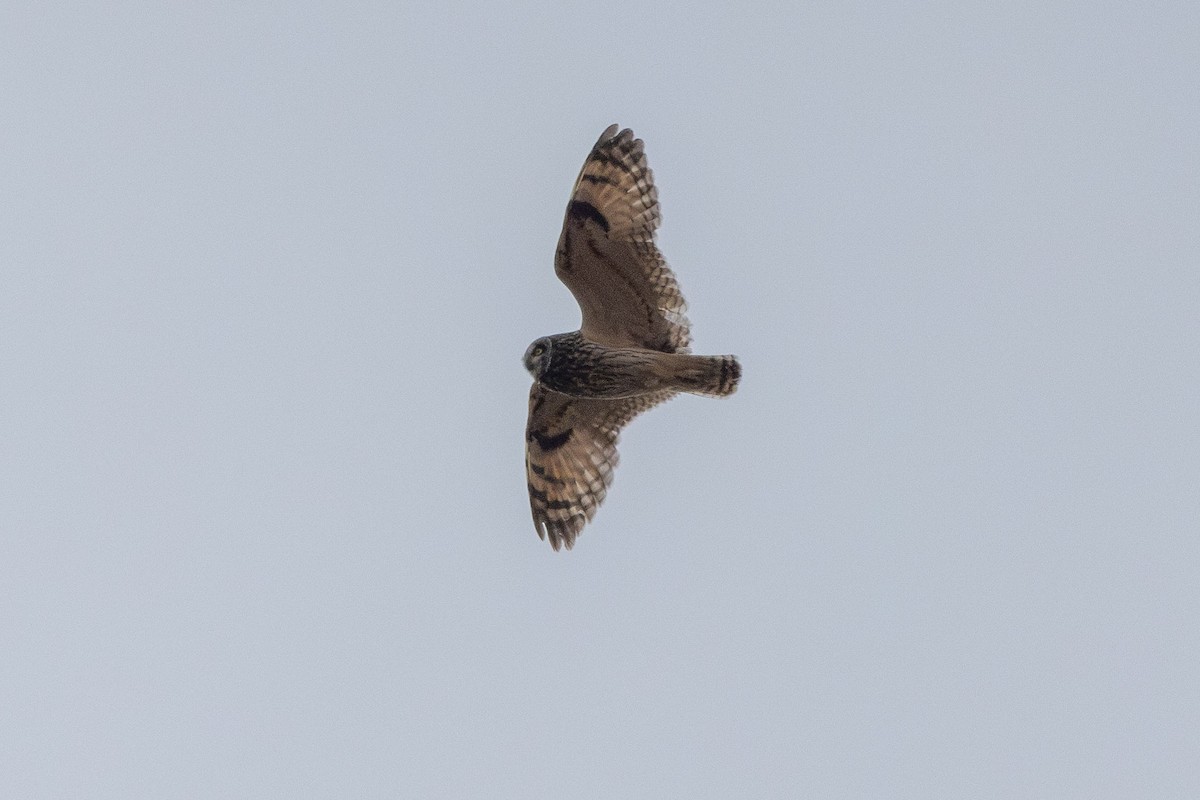 Short-eared Owl - ML621155382