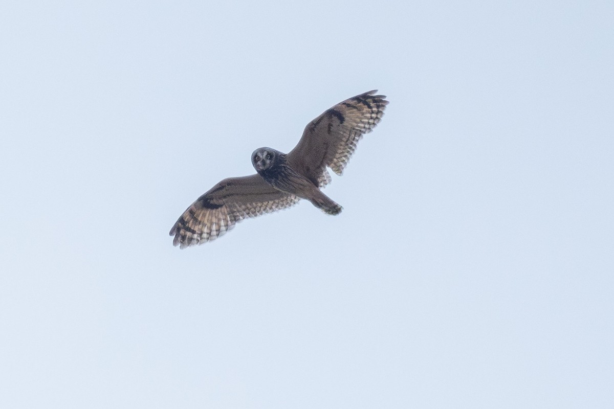 Short-eared Owl - ML621155385