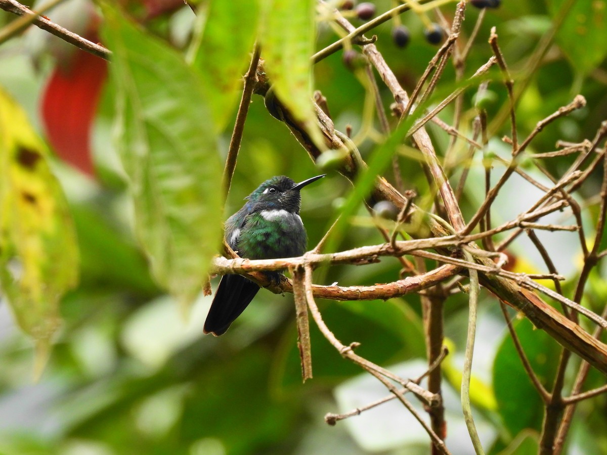 kolibřík bělohrdlý - ML621155386