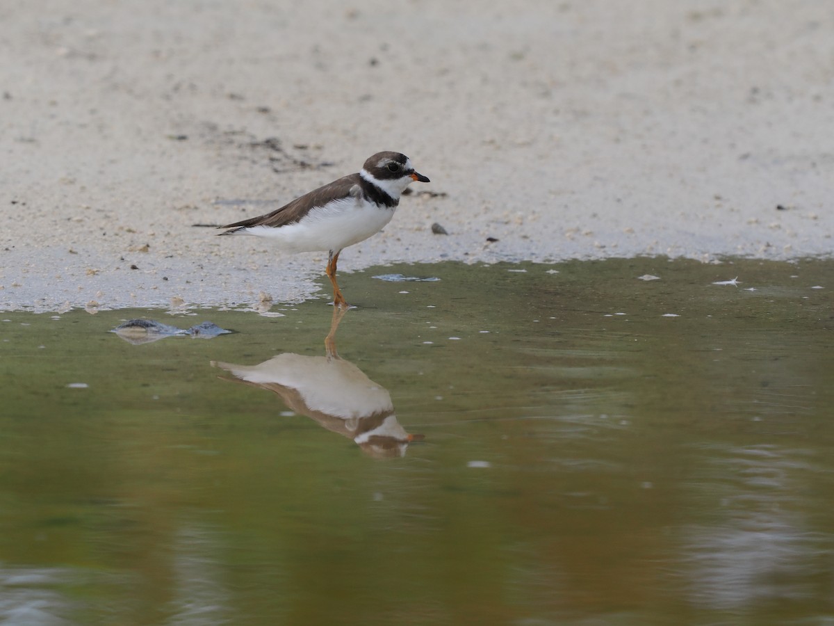 Semipalmated Plover - ML621155388