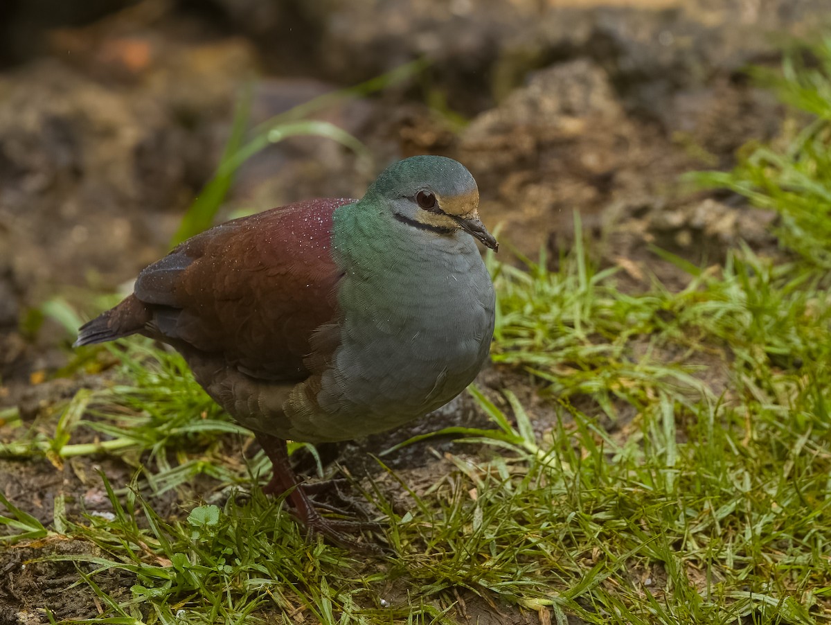 Buff-fronted Quail-Dove - ML621155399