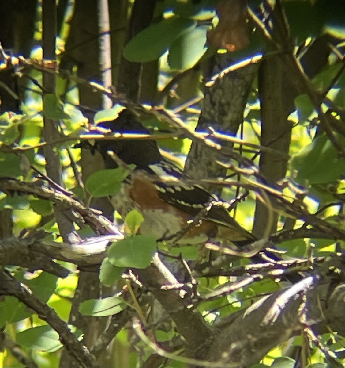 Spotted Towhee - ML621155407