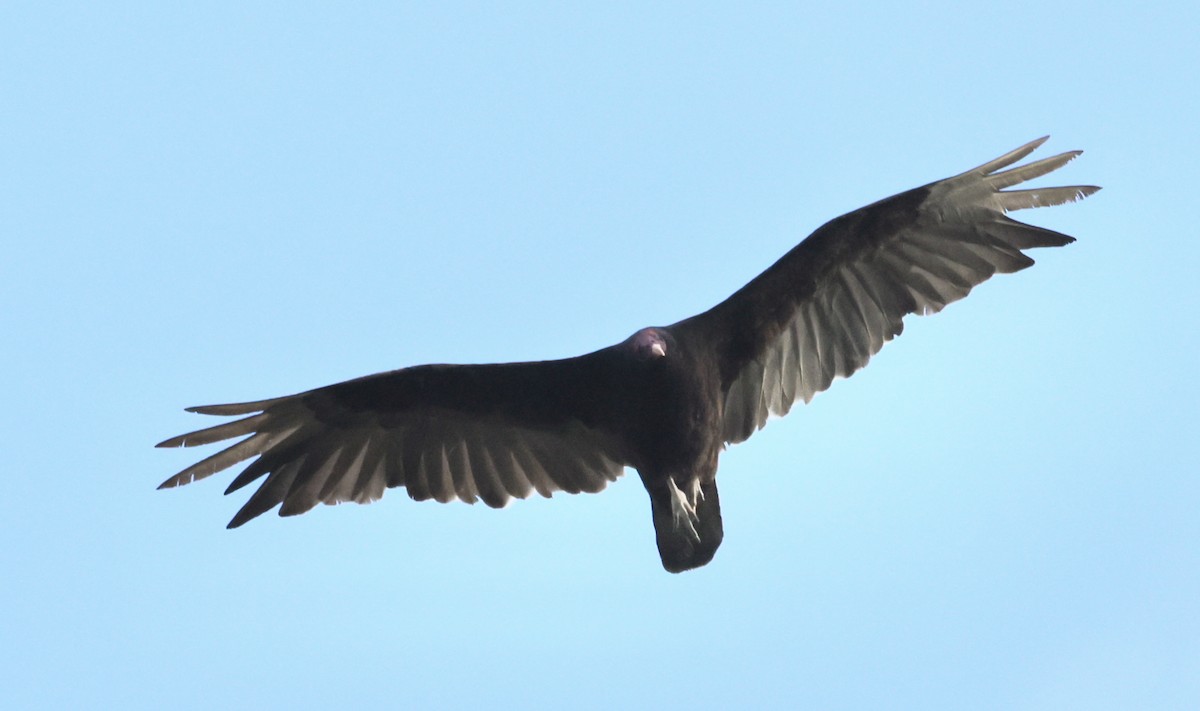 Turkey Vulture - ML621155410