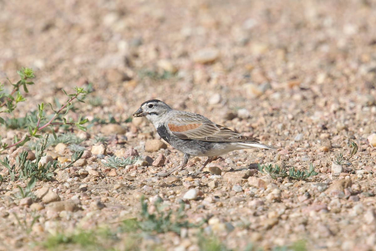Thick-billed Longspur - ML621155418