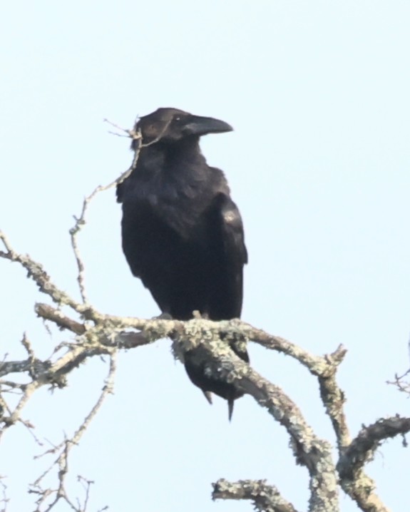 Common Raven - ML621155419