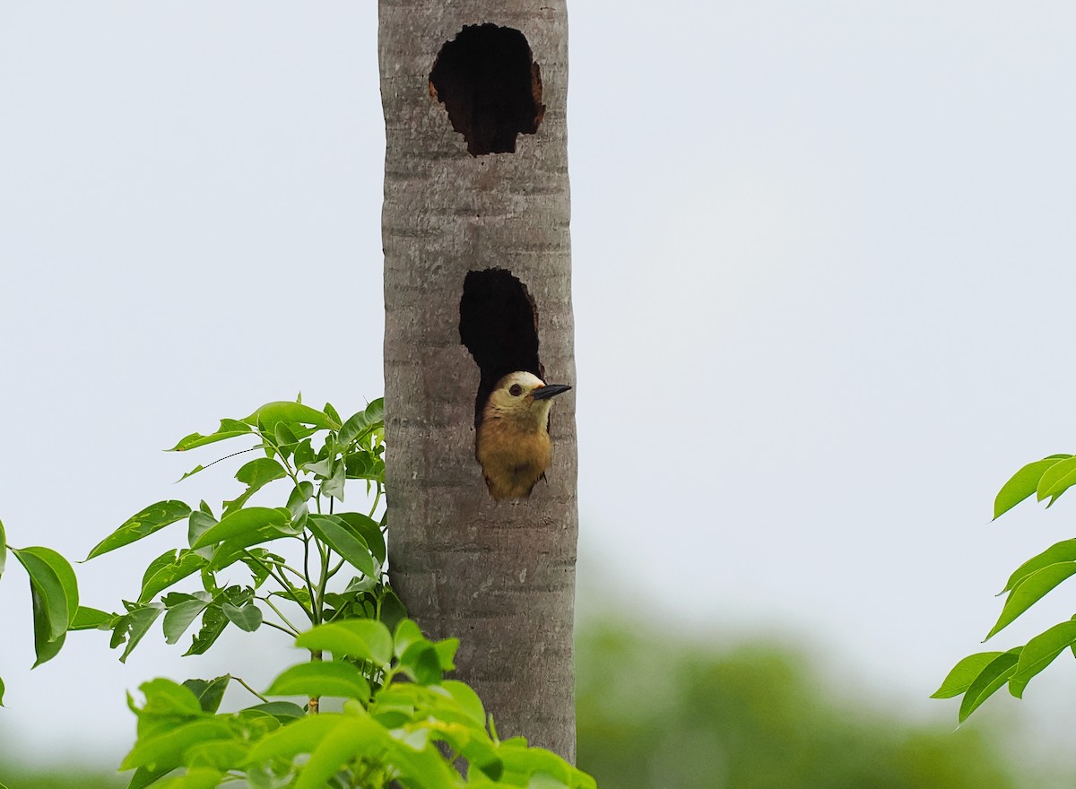 West Indian Woodpecker - ML621155426