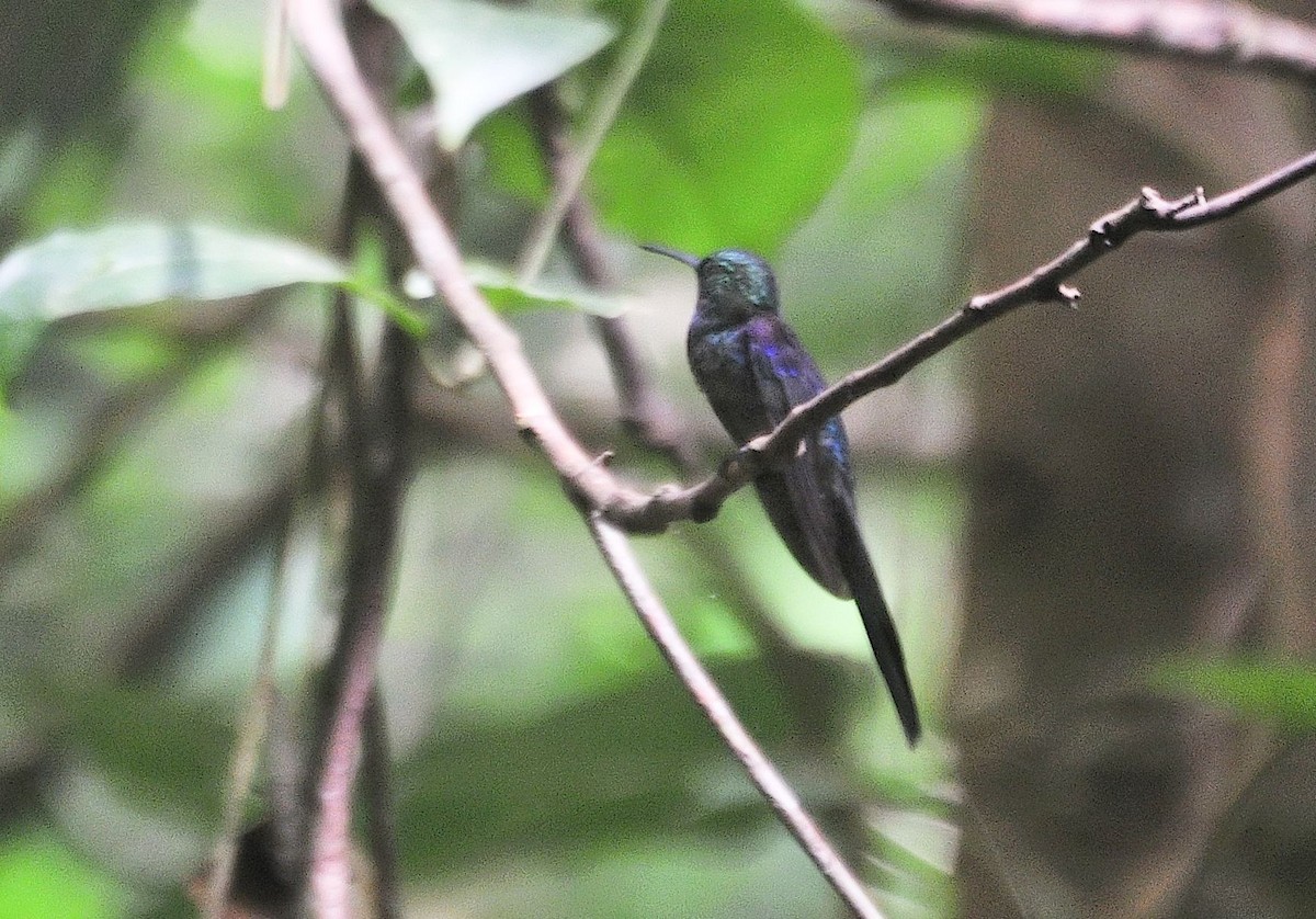 kolibřík pralesní - ML621155490