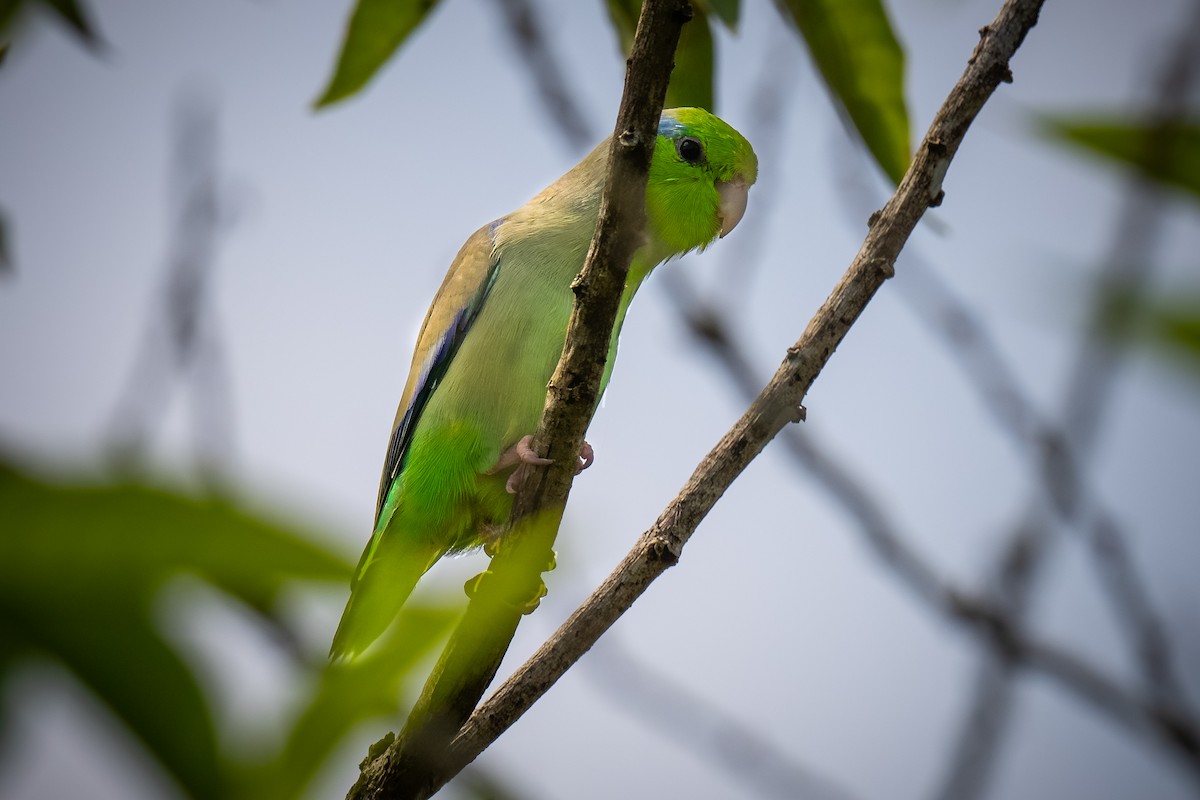 Папуга-горобець еквадорський - ML621155496