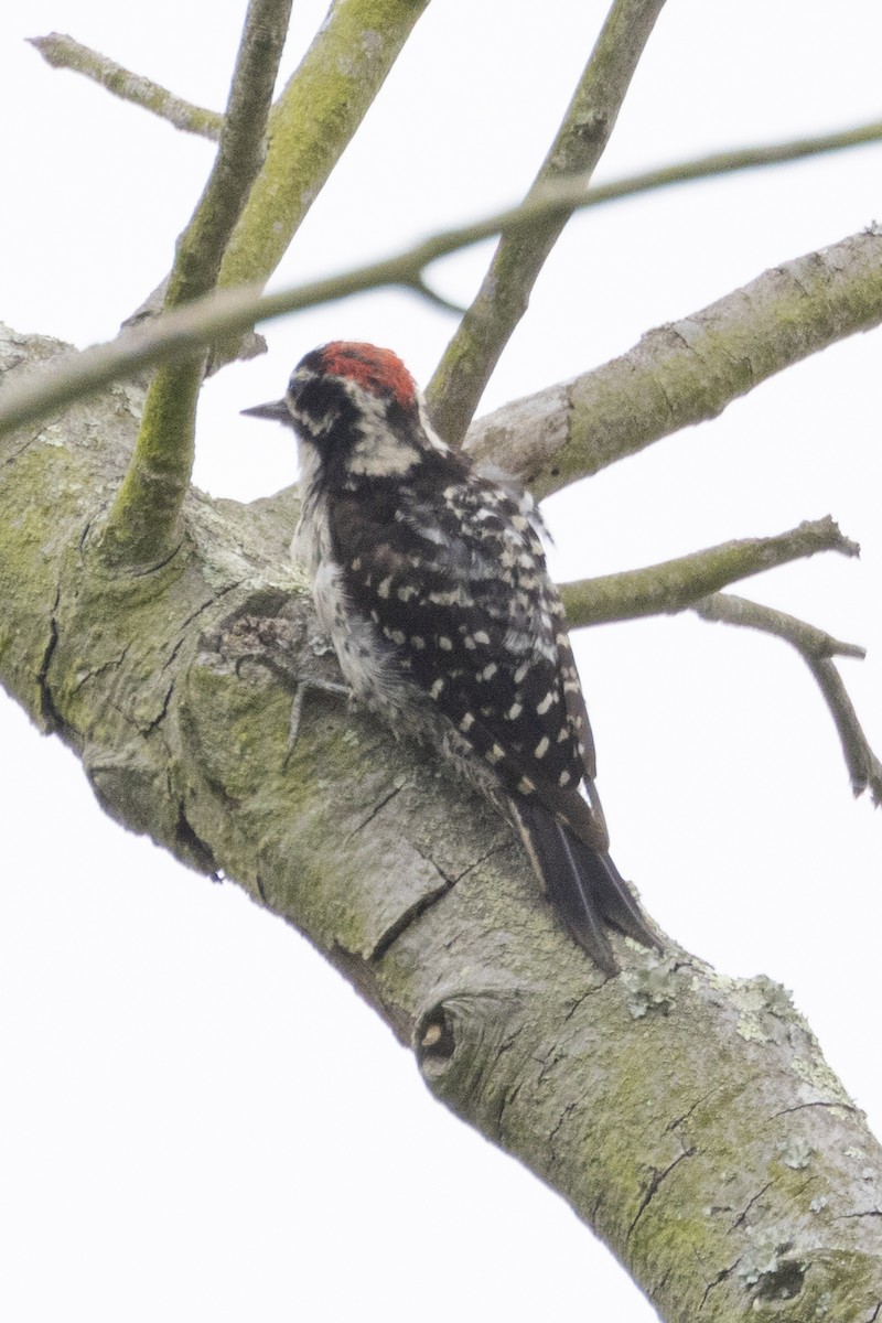 Nuttall's Woodpecker - ML621155514