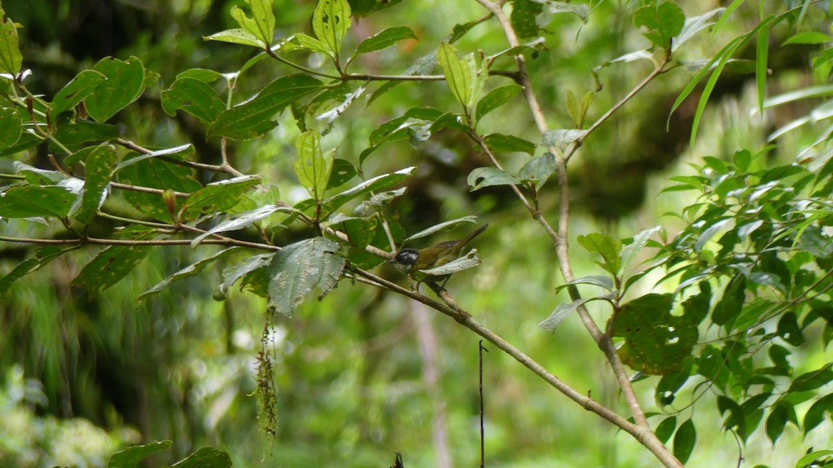 Sooty-capped Chlorospingus - ML621155521