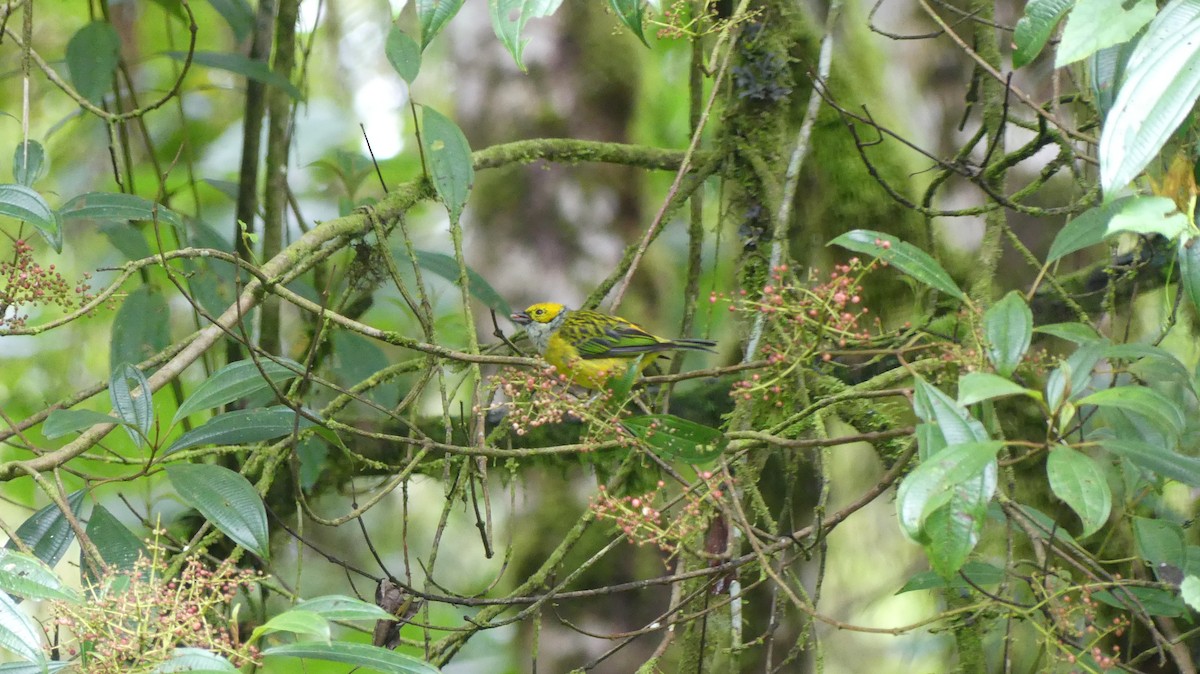 Silver-throated Tanager - ML621155523