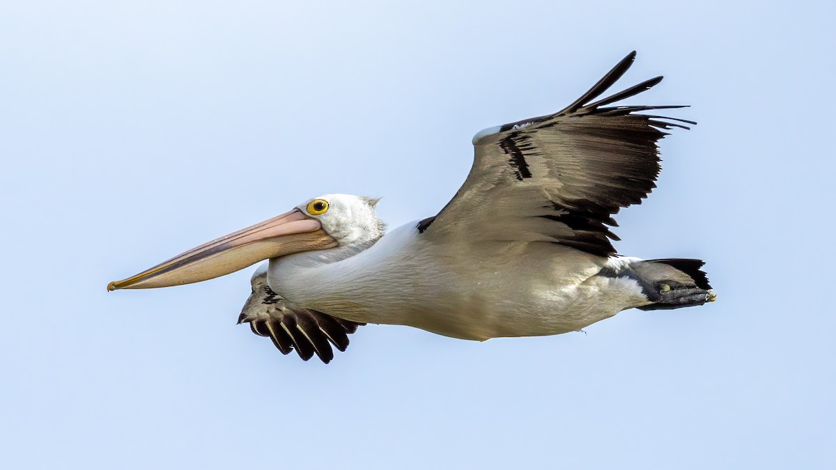 pelikán australský - ML621155553