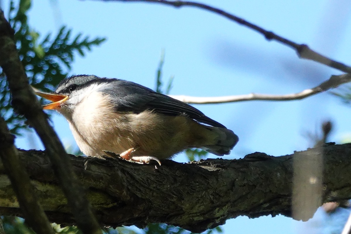 Red-breasted Nuthatch - ML621155554