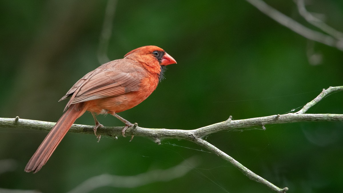 Cardinal rouge - ML621155556