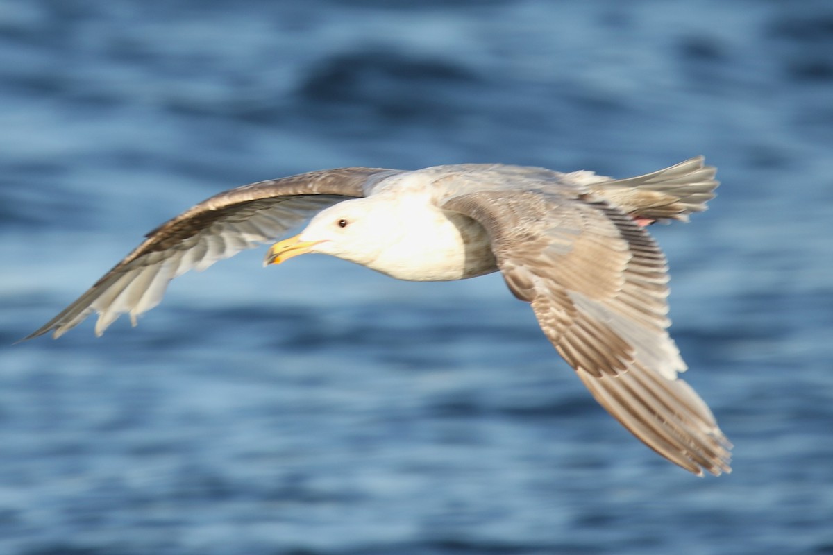 Western x Glaucous-winged Gull (hybrid) - Louis Hoeniger