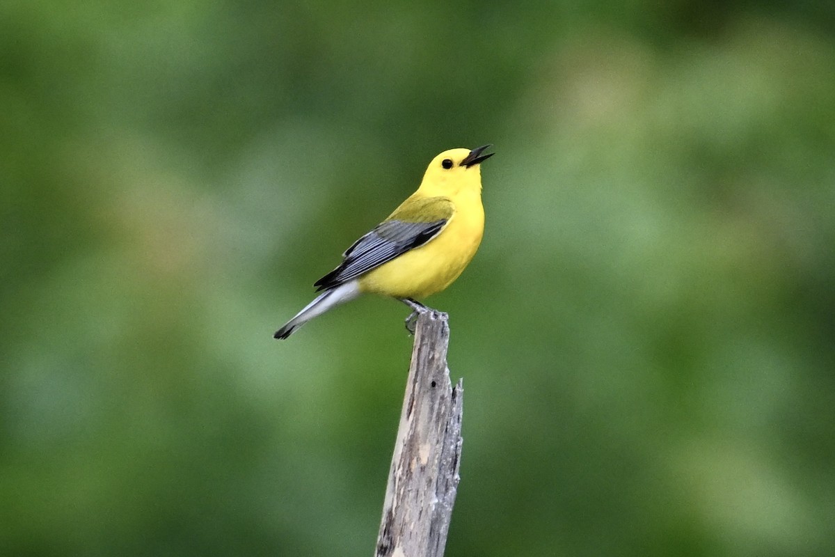 Prothonotary Warbler - ML621155571