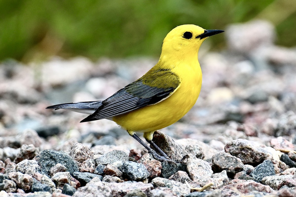 Prothonotary Warbler - ML621155572