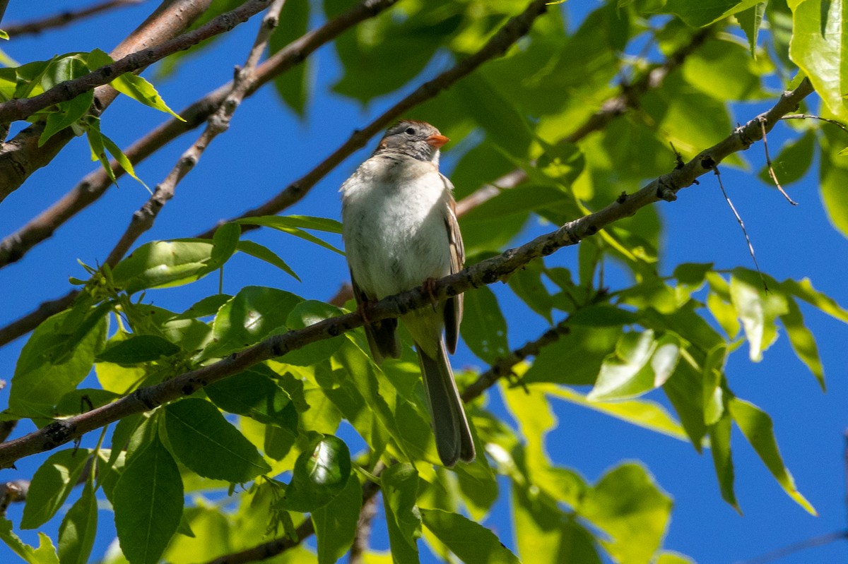 Field Sparrow - KIRK BELLER
