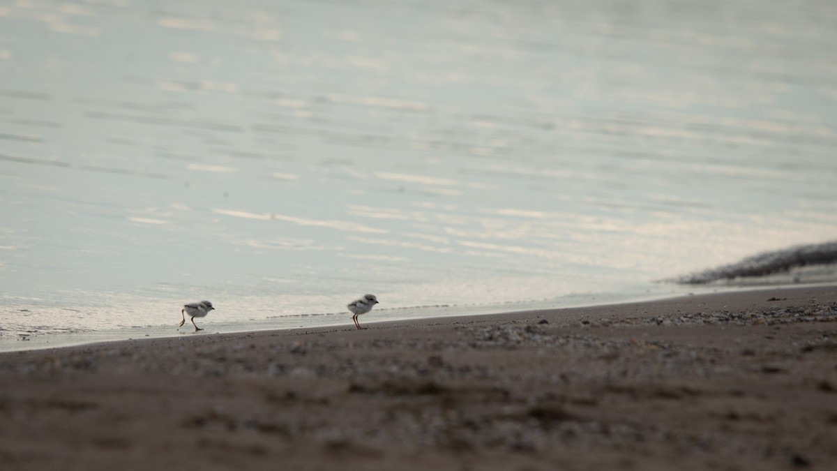 Piping Plover - ML621155578
