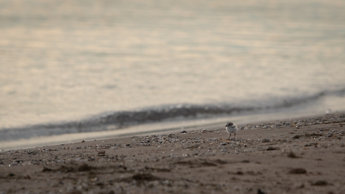 Piping Plover - ML621155580
