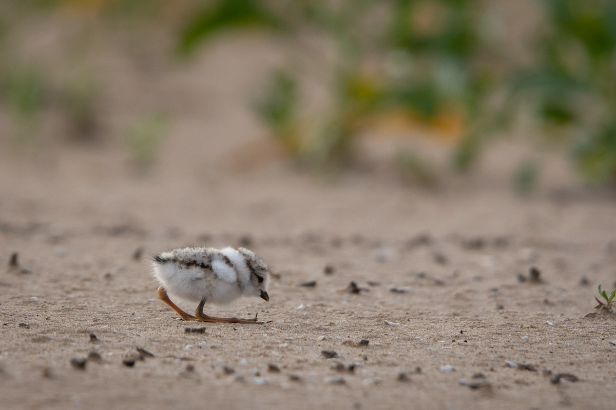 Piping Plover - ML621155581