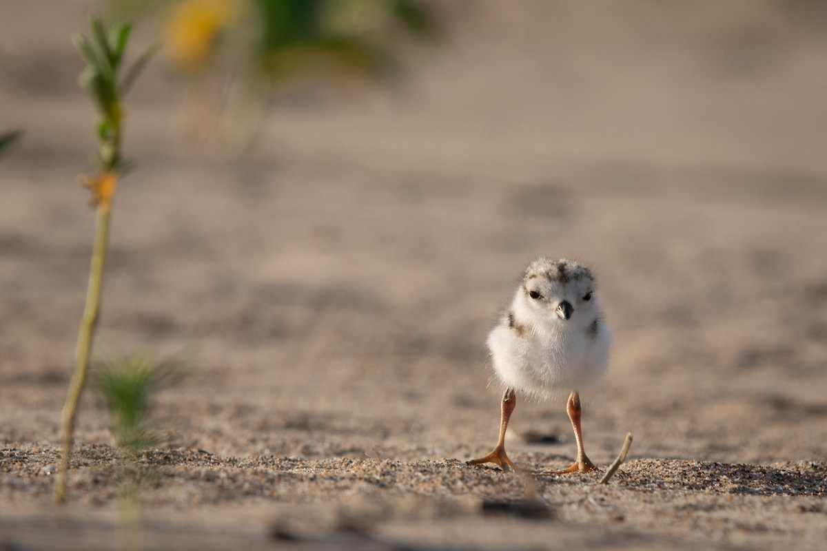 Piping Plover - ML621155585