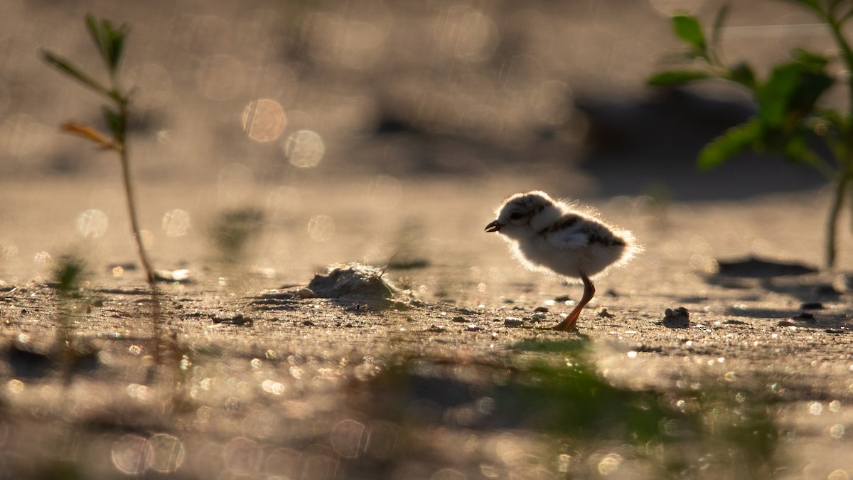 Piping Plover - ML621155589