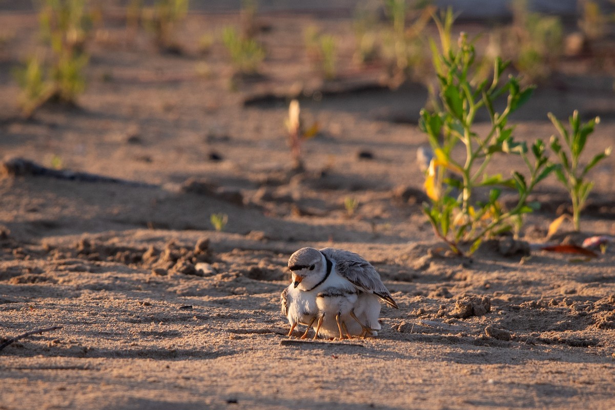 Piping Plover - ML621155595