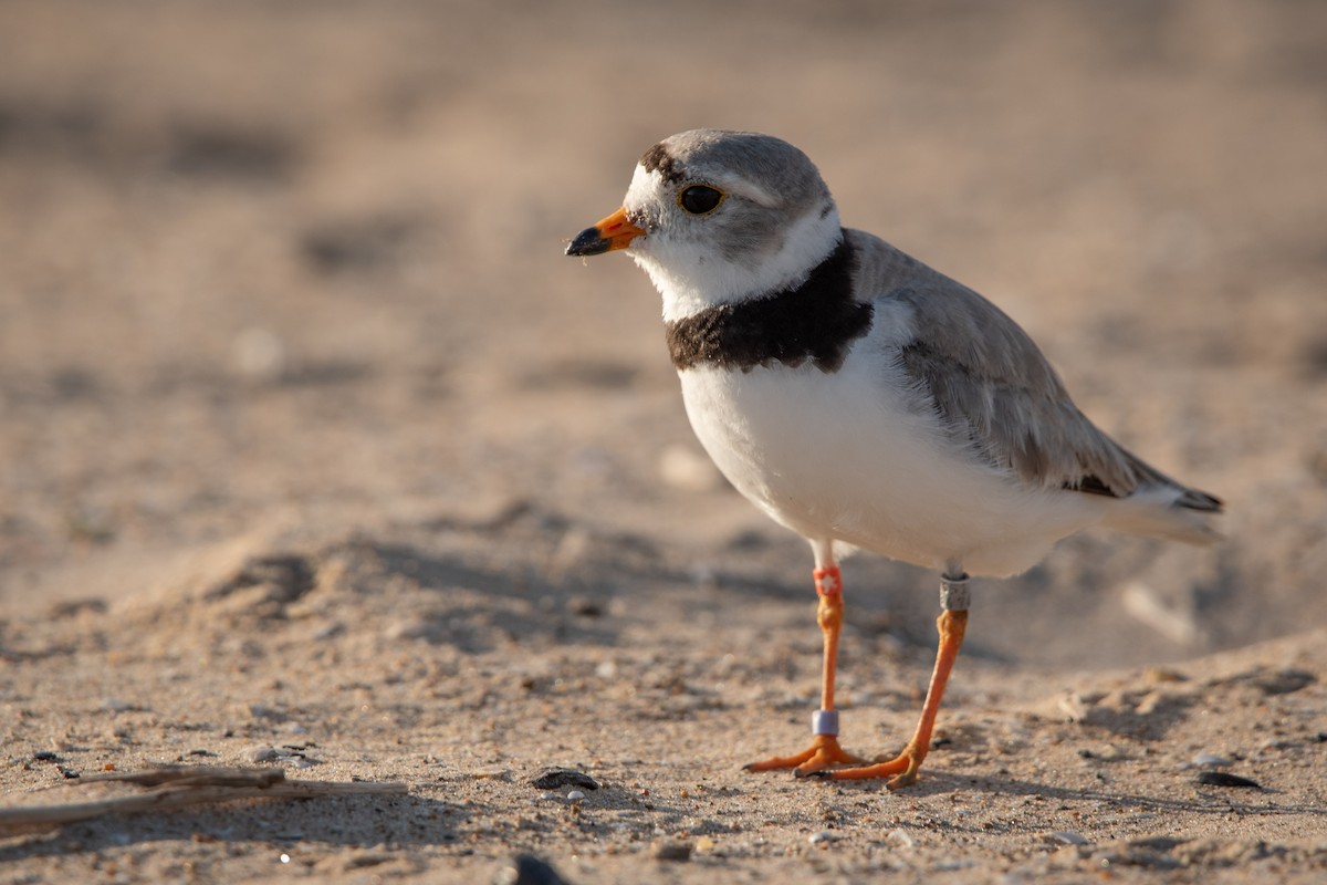 Piping Plover - ML621155596