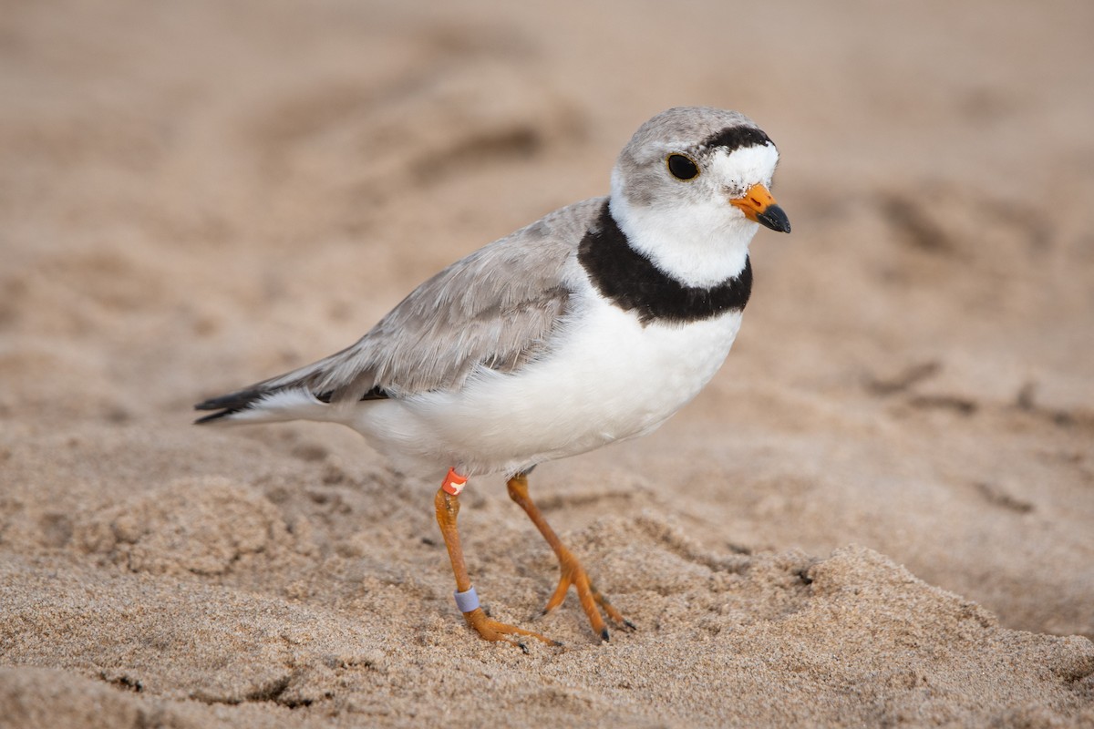 Piping Plover - ML621155597