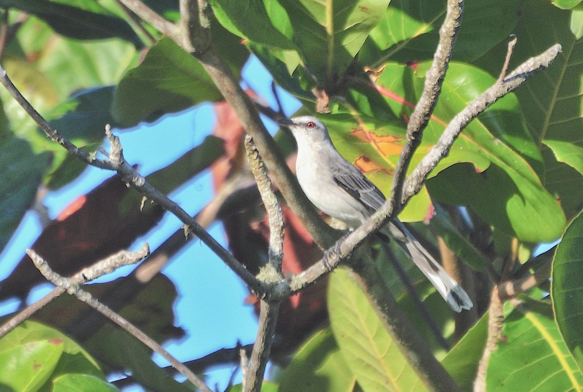 Tropical Mockingbird - ML621155601