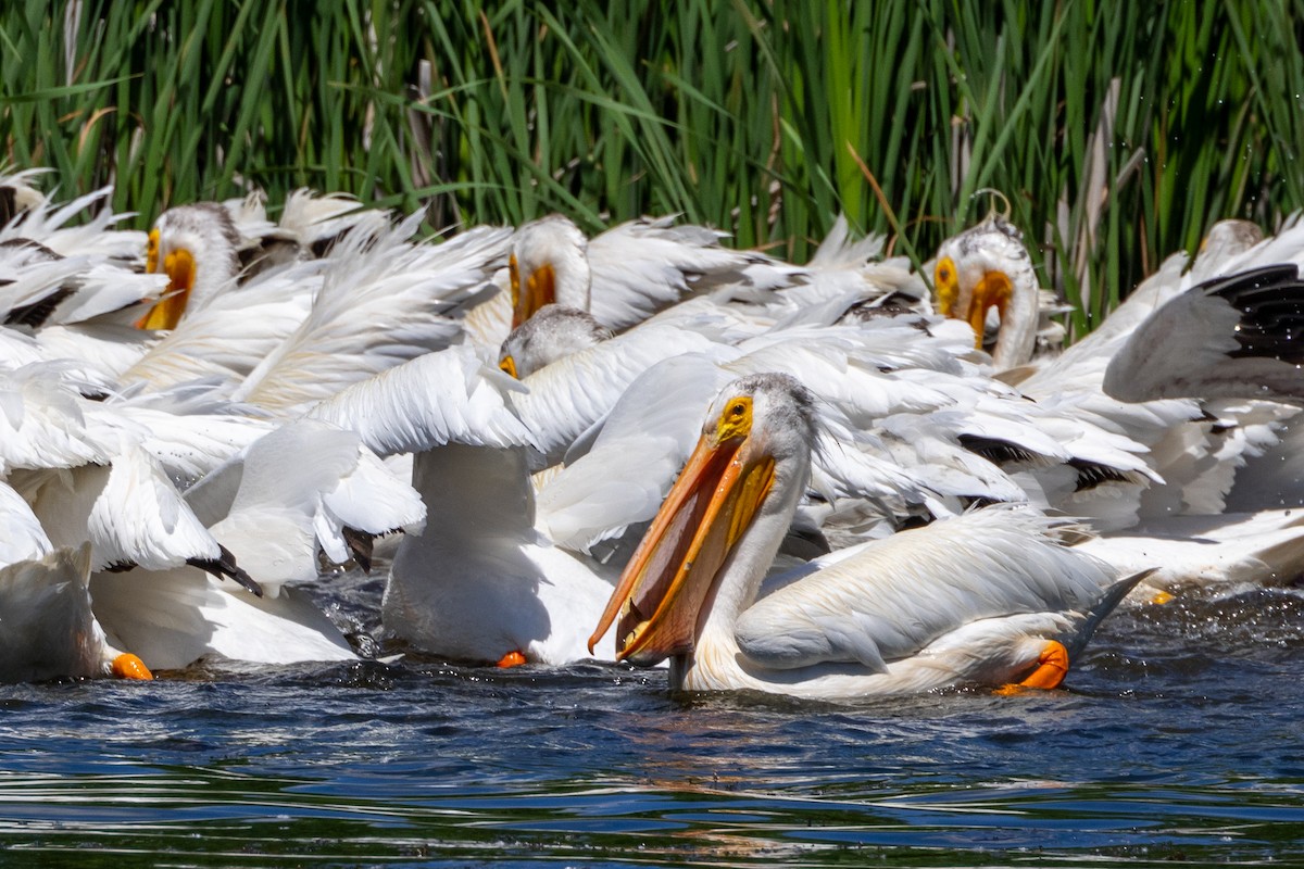 pelikán severoamerický - ML621155605