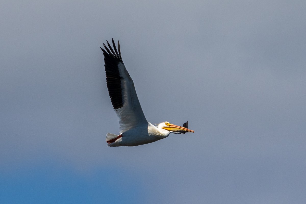 pelikán severoamerický - ML621155606