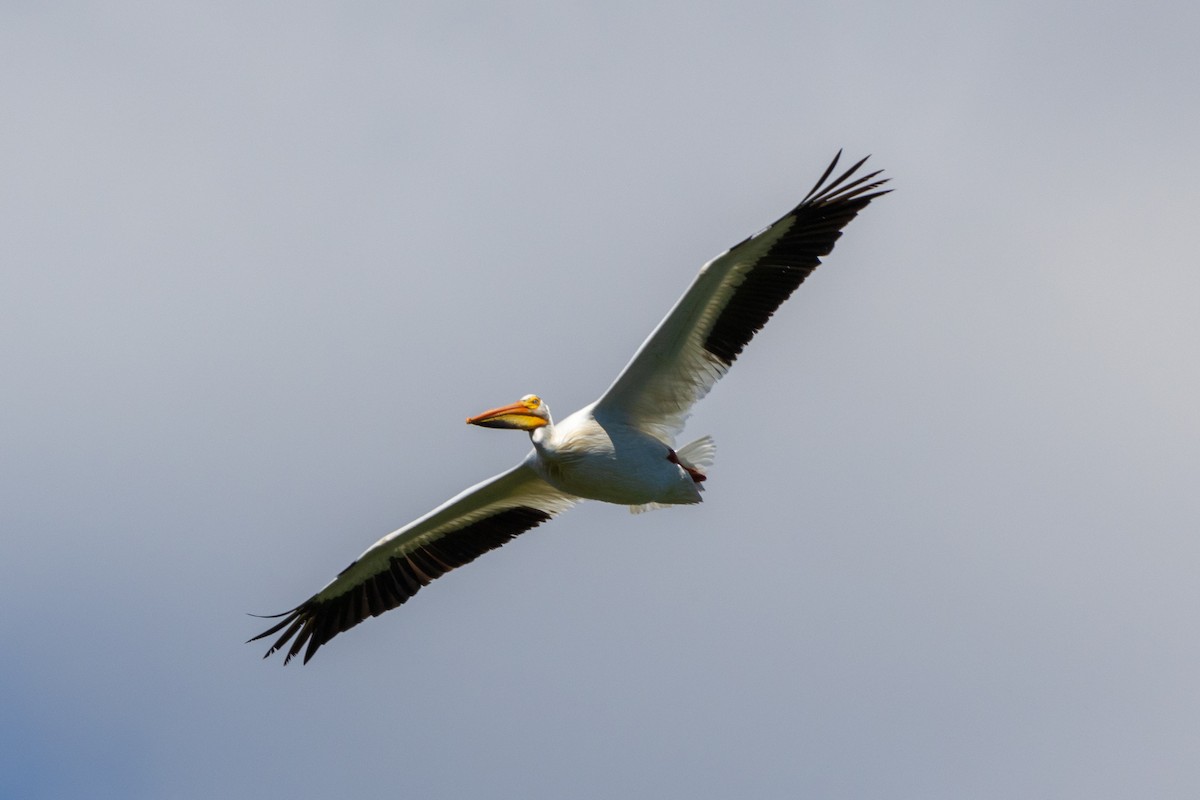 pelikán severoamerický - ML621155607