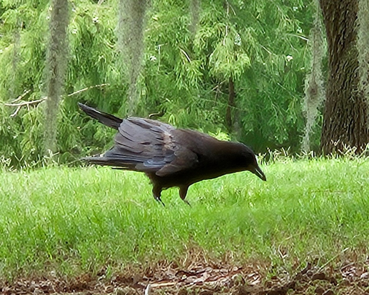 American Crow - ML621155608
