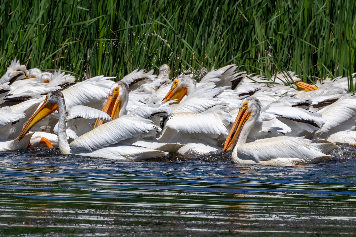 pelikán severoamerický - ML621155610