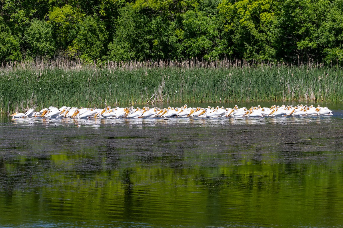 pelikán severoamerický - ML621155611