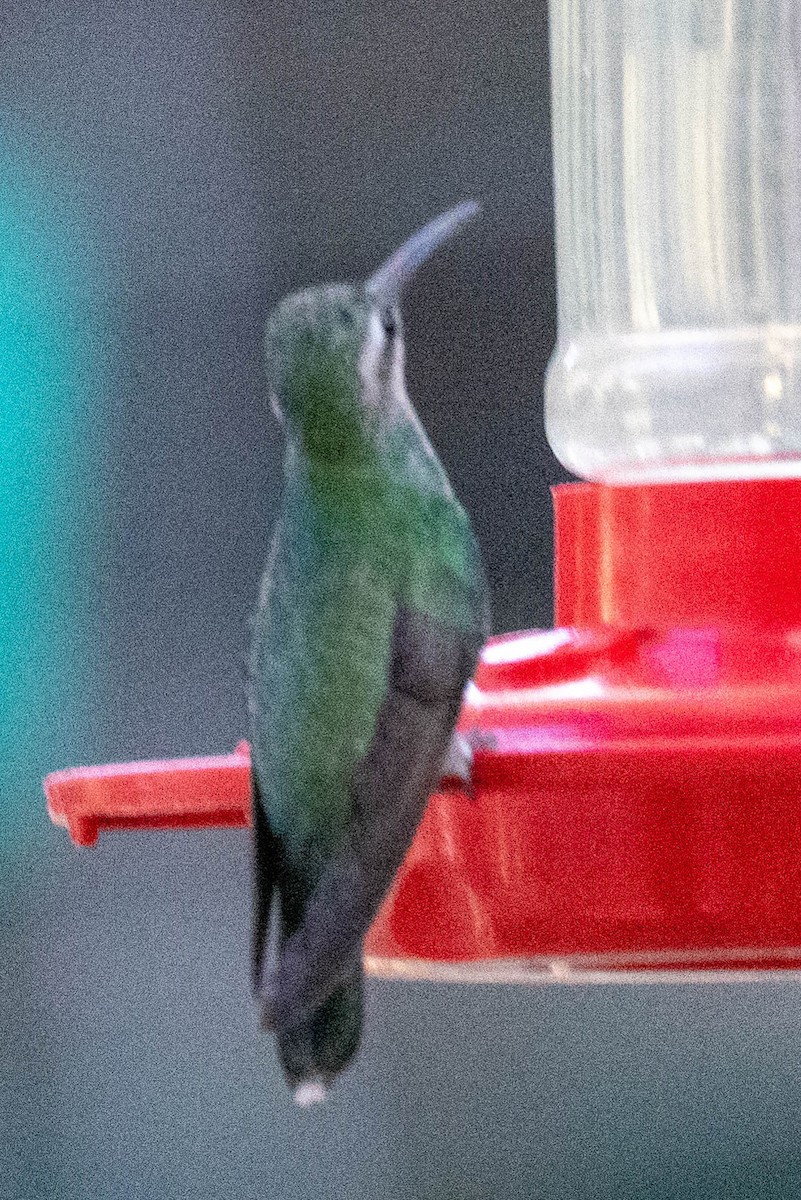 kolibřík blankytohrdlý - ML621155635