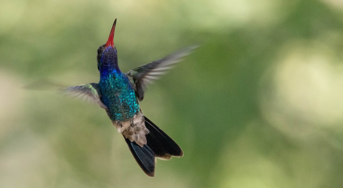 kolibřík širokozobý - ML621155641