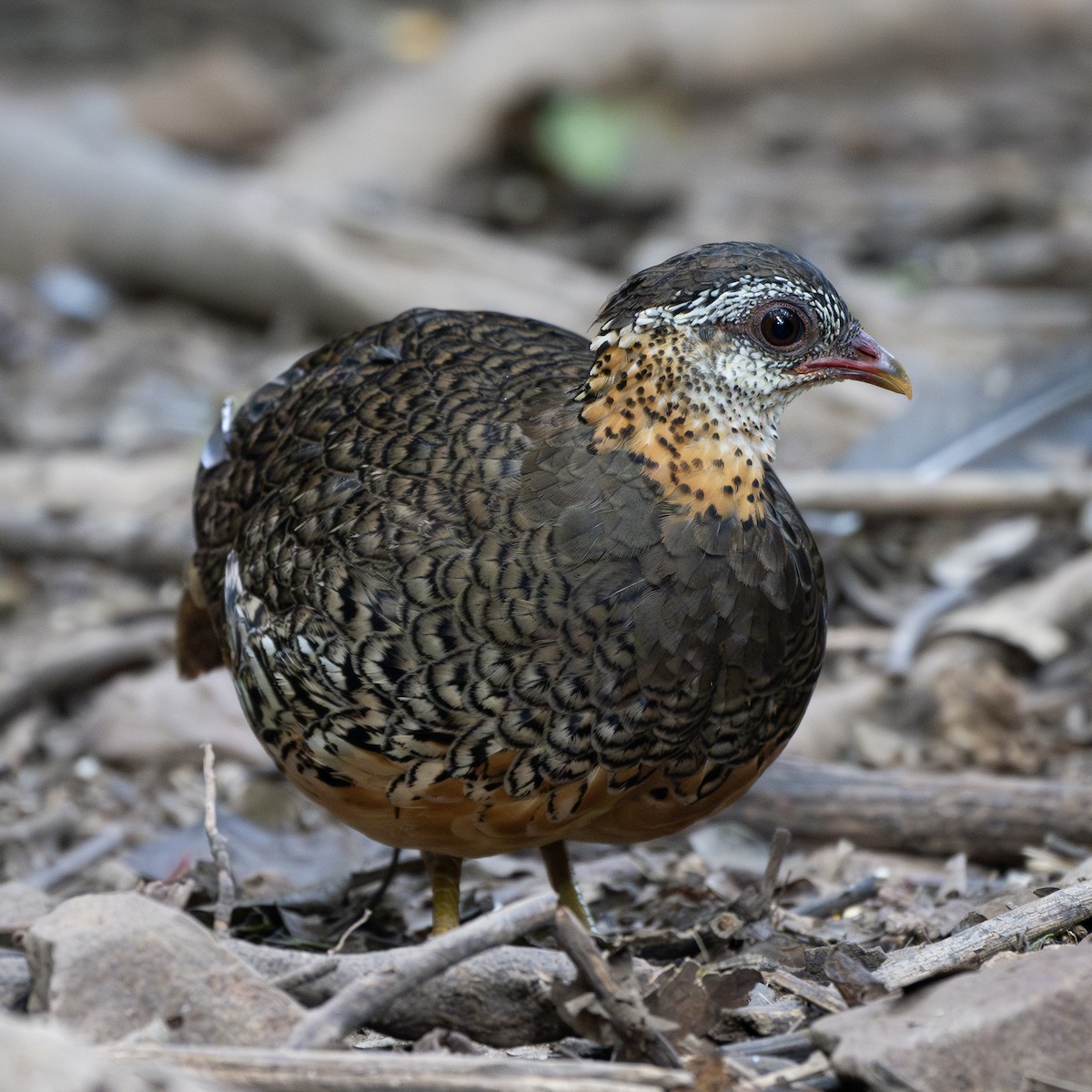Scaly-breasted Partridge - ML621155643