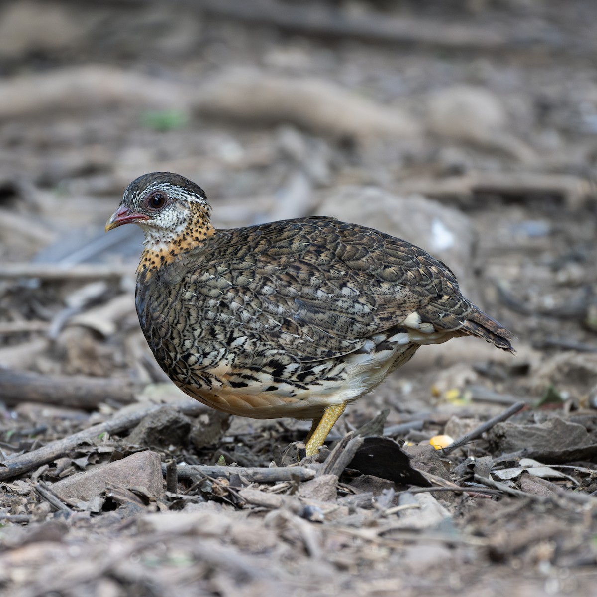 Scaly-breasted Partridge - ML621155644
