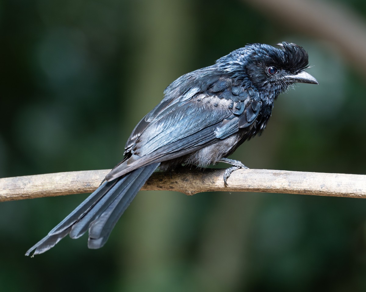 Greater Racket-tailed Drongo - ML621155654