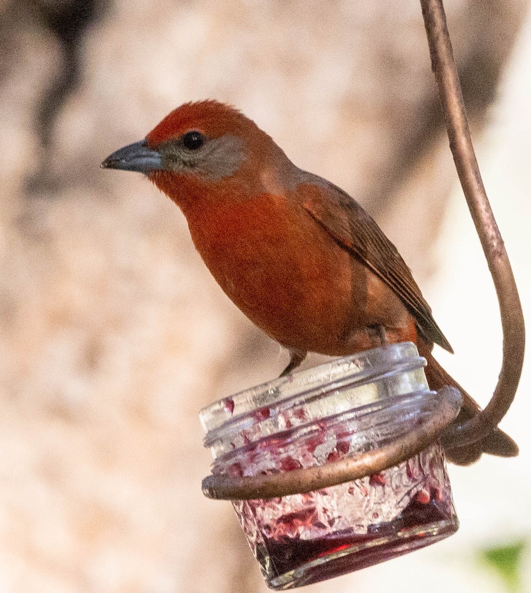 Hepatic Tanager - ML621155668