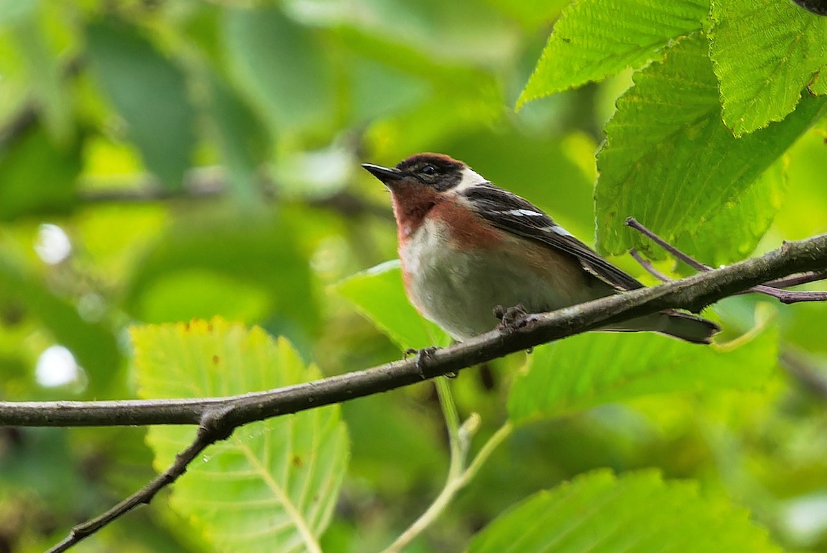 Bay-breasted Warbler - ML621155703