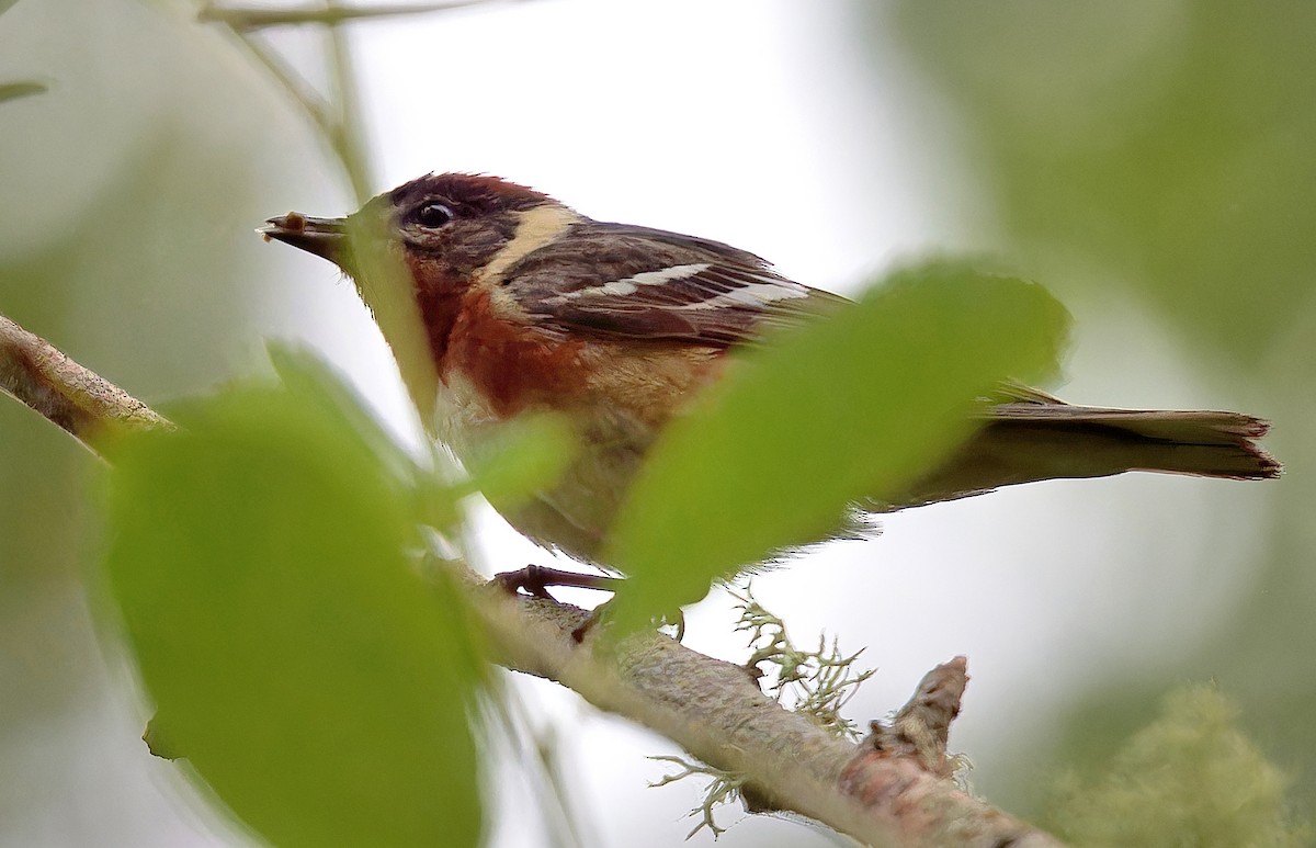 Bay-breasted Warbler - ML621155708